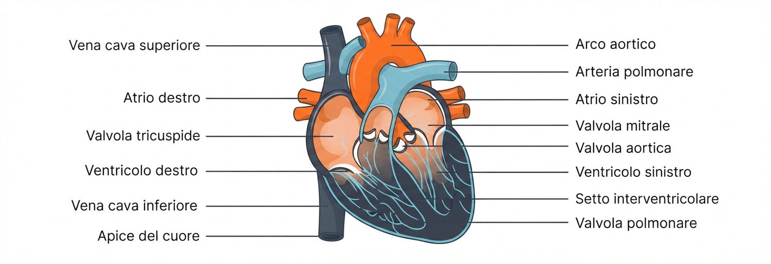 Abbassare la frequenza cardiaca in bicicletta